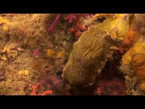 Calafuria Immerione le Gorgonie