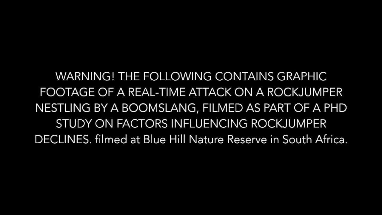 boomslang capturing rockjumper nestling