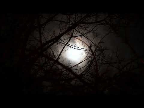 Moon Through Branches Free Footage