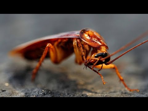 Βίντεο: Τι σημαίνει να βλέπεις μια κατσαρίδα σε ένα όνειρο