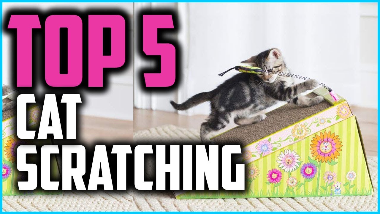 bushwhacker paws and claws