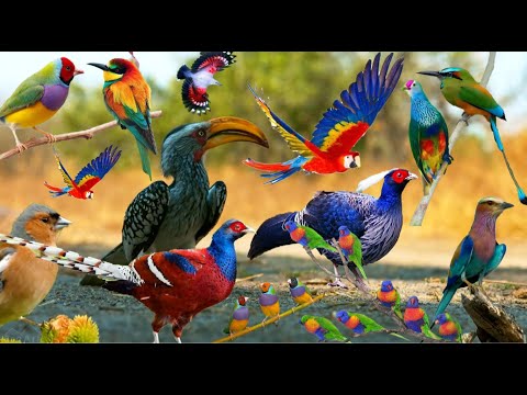Renkli Kuşlar, her renk her çeşit, müzik eşliğinde rahatlatan güzel bir video,
