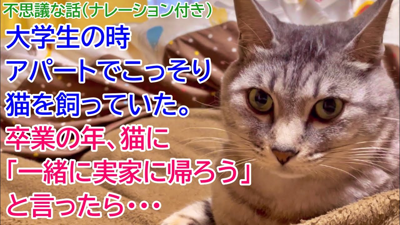 233【猫の不思議な話・ナレーション付き】大学生の時アパートで 