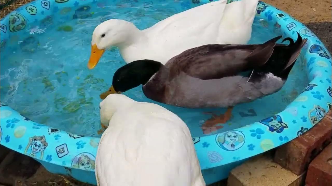 Ducks enjoying frozen peas. YouTube