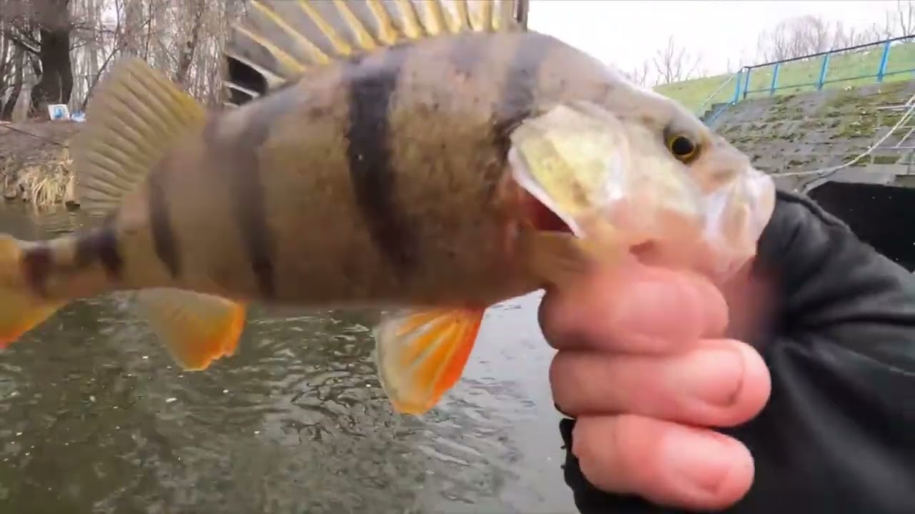 MEGA élvezet - NANO , F lárva combo...verhetetlen... x horgászat Kirillel 02.12 redkrill.hu