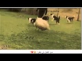 مع الخيل ي شقرا 