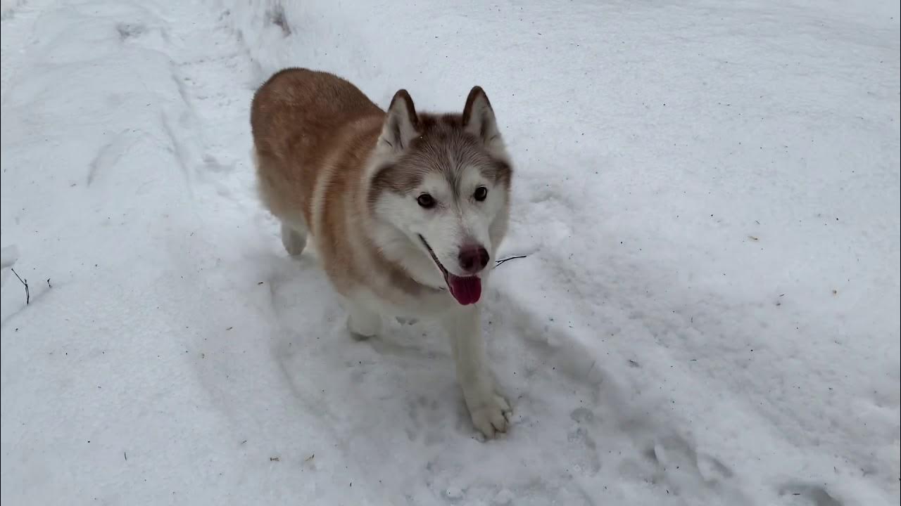 сибирский хаски породы собак. порода хаски.