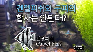 엔젤피쉬와 구피는 합사가 안된다?! (엔젤피쉬, 구피 사냥 목격)