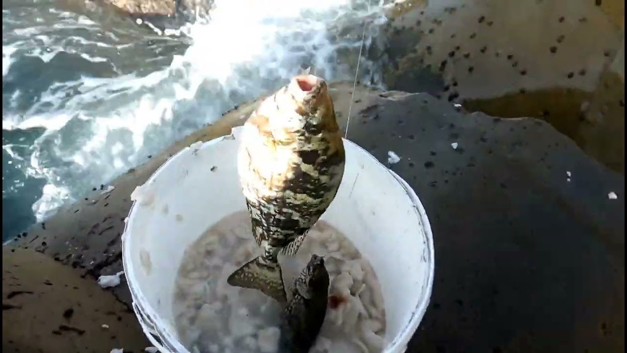 👈طريقة صيد سمكة البطاطا العنيده بالشلاط الفرنساوي..#ماجدحسن_محترفين_صيداسكندريه