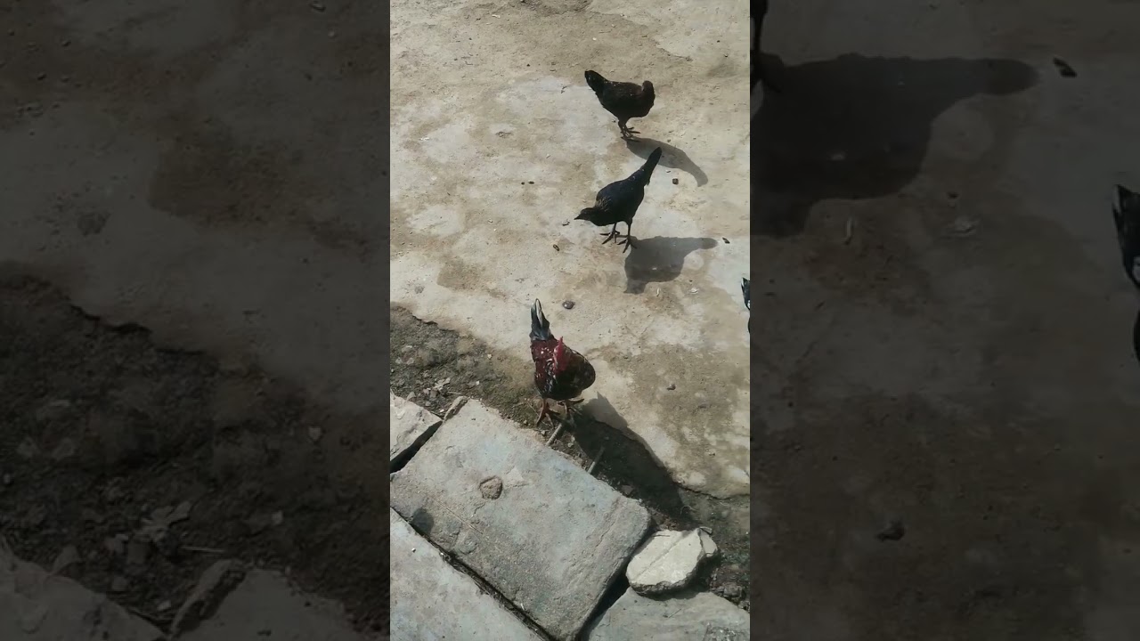 Desi hen and chicks feed time❤