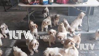 Puppy mill raided in northern Israel