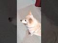 किरीस का गाना🤣 #shorts #funny #dog #comedy #trending #viral #throughpetseye