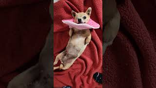 Mabel spent the first 8 years of her life neglected and left outside to fend for herself 😔