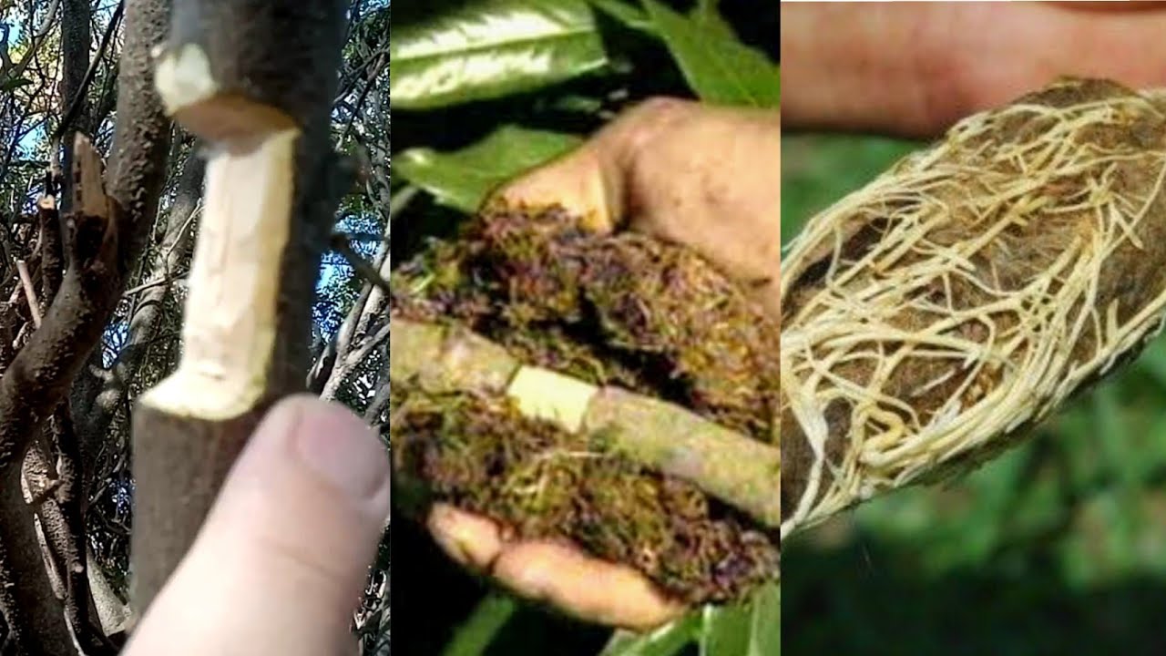 alporquia como você nunca viu (método infalível)