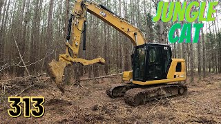 Jungle Cat!  Cat 313 Clearing Pine Thicket.