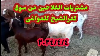 مشتريات الفلاحين من سوق كفرالشيخ للمواشى ماعز بور وشامى وفرنساوى حمدى ووفاء