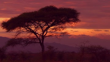 GLOBE Observer: Tree Height