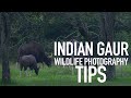 Indian gaur wildlife photographytips recaptureearth kerala india stories travel
