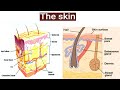 Skin, Structure of Skin, Integumentary System, Epidermis, Dermis, Hypodermis, In Hindi