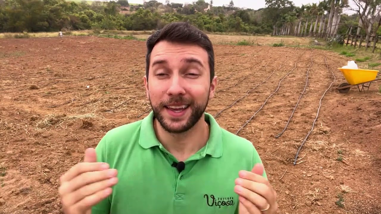 Como faturar mais de 60 mil por hectare com a Produção de quiabo