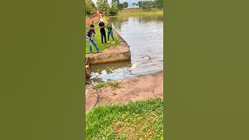 #shorts đam mê câu lure câu cá giải trí #118 #fishing #cauca