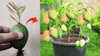 Spesial skills! Growing a Mango tree from mango fruit in pots