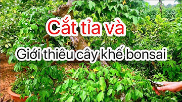 Cắt lại cây khế bonsai - dành cho người mới biết chơi