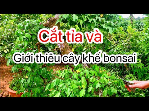 Video Cắt lại cây khế bonsai - dành cho người mới biết chơi - youtube