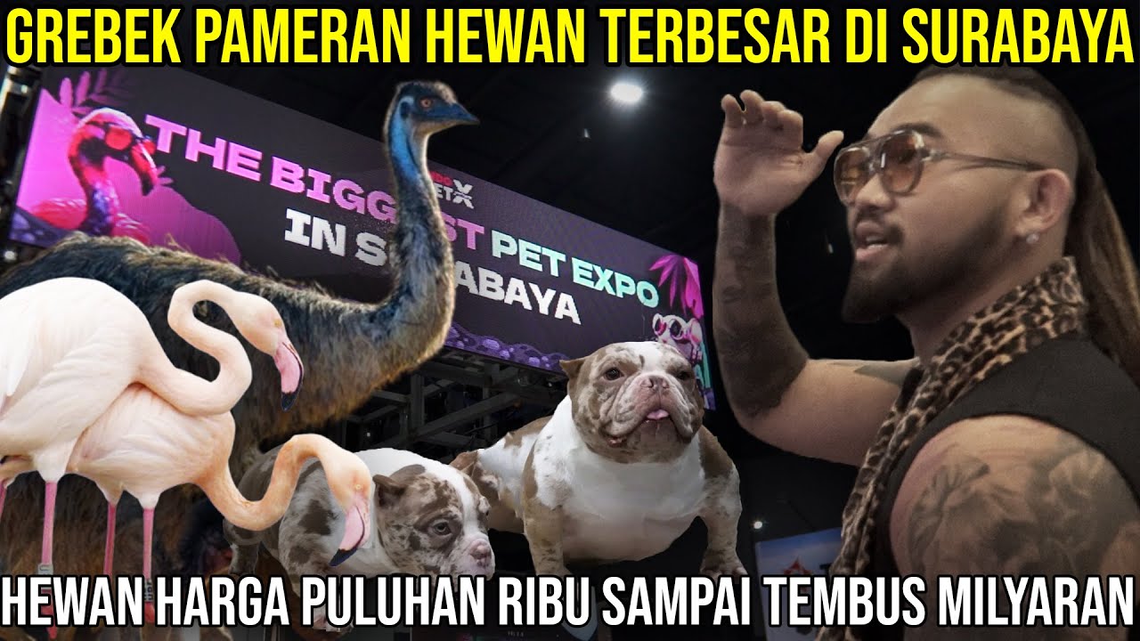 GEREBEK PAMERAN HEWAN TERBESAR DI SURABAYA || HEWAN HARGA PULUHAN RIBU SAMPAI TEMBUS MILYARAN