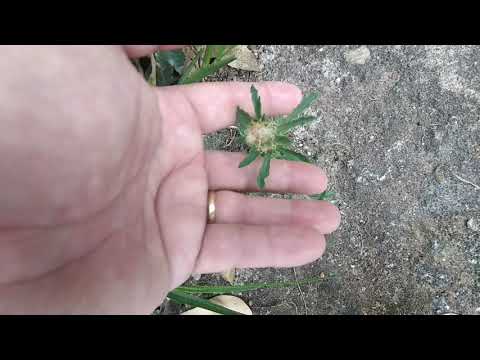 Gnafa-Cinzenta/(Gnaphalium uliginosum) L.