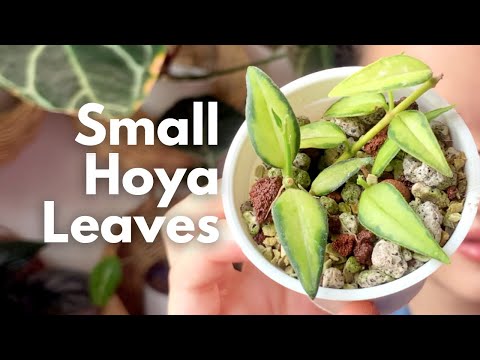 10 Hoyas With Tiny Leaves: Common, Uncommon, and Rare Small Hoyas in DIY Lechuza Pon!
