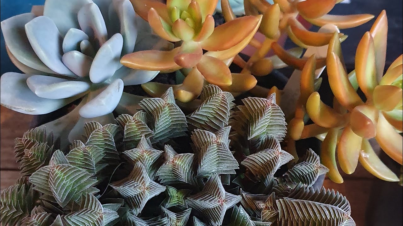 Suculenta Adulta x Suculenta bebê, suculentas e suas capacidades de formação quando adultas, dicas.