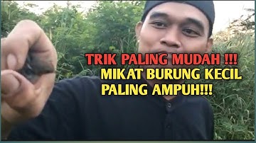 TRIK PALING MUDAH MIKAT BURUNG KECIL DI JAMIN AMPUH!!!
