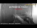 Japan Herp Live - Japanese Toad 2026-06-04 21:00〜09:00 JST [Night]
