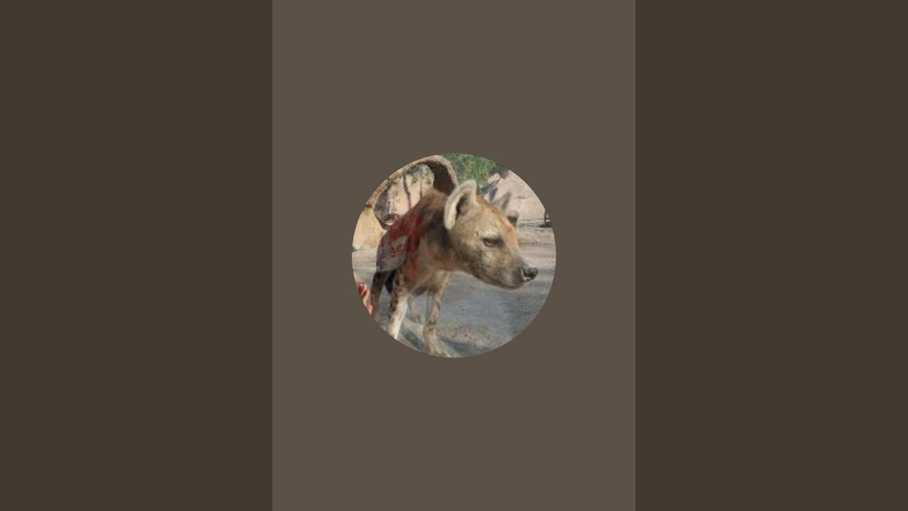 Ivan Kohut в прямом эфире!