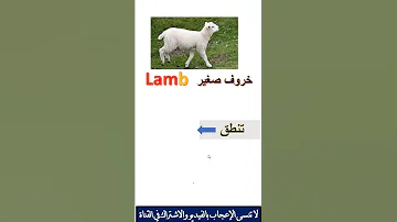 ما الفرق بين Lamp Lamb 