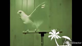 Parrot dance YA NABI YA NABI