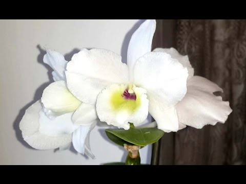 ✅ Орхидея Дендробиум Нобиле. Домашнее цветение. Уход в домашних условиях.