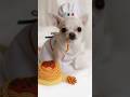 You are ITALIAN , WHAT ONE IS YOUR FAVOURITE - PIZZA vs Spaghetti #dog #trend #viral #shorts
