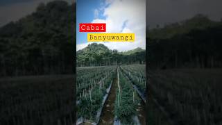 Cabe Banyuwangi Menyapa ✋✋ #agriculture #pertanian