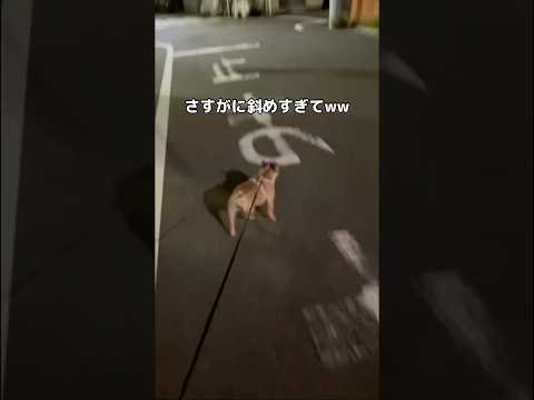 リードつけると斜め歩きになる #フレブル #フレンチブルドッグ #shorts