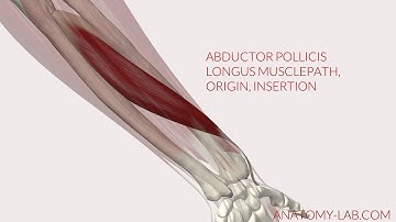 Abductor Pollicis Longus Musclepath, Origin, Insertion (3D Anatomy)