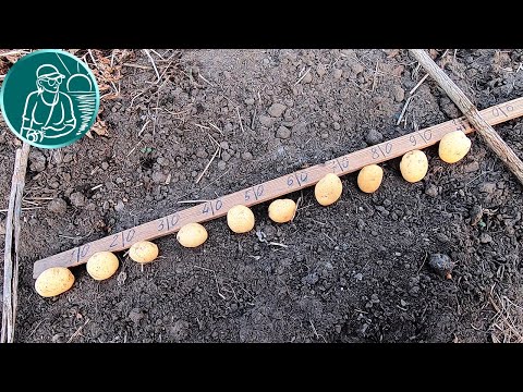 Video: Material i mbjelljes së patateve varietale