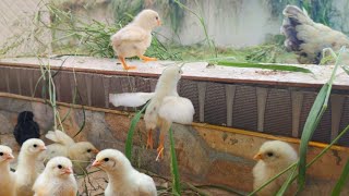 The chicks left behind by the mother chicken are trying to overcome the obstacles .funny Chick Video