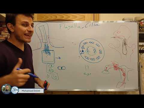 الاهداب و السياط | cilia and flagella