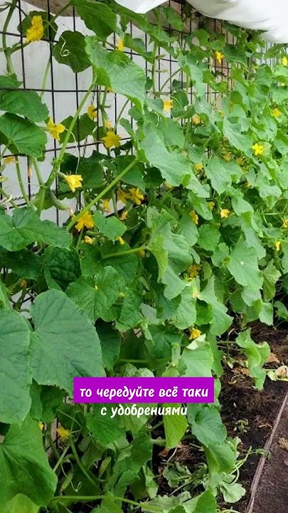 СУПЕР УДОБРЕНИЕ - ЗОЛА! - YouTube