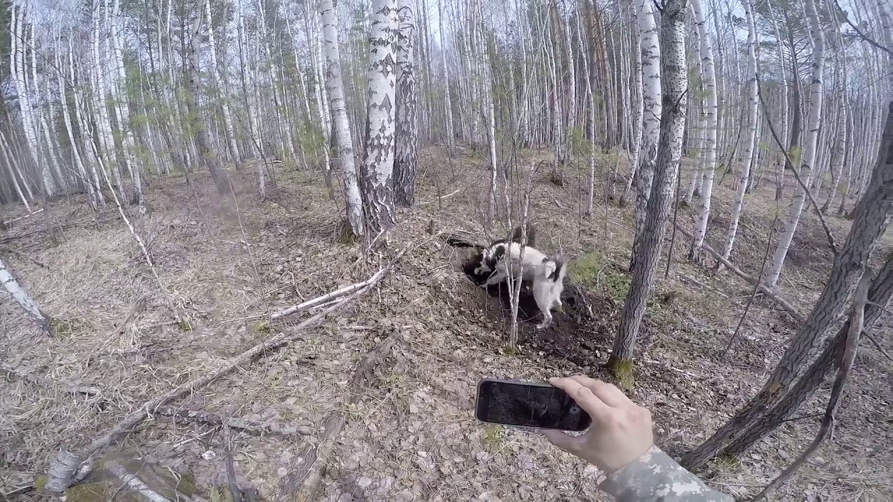 Петля на лося. Капкан самолов на кабана. Капканы самоловы на Кабанов.