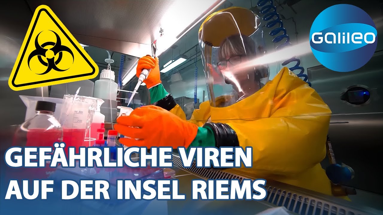 Von Tollwut bis Ebola: Die gefährlichen Viren auf der Ostsee-Insel Riems | Galileo | ProSieben