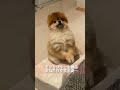 おねだりポメラニアン🐾　　　　#北海道のポメ #わんこ