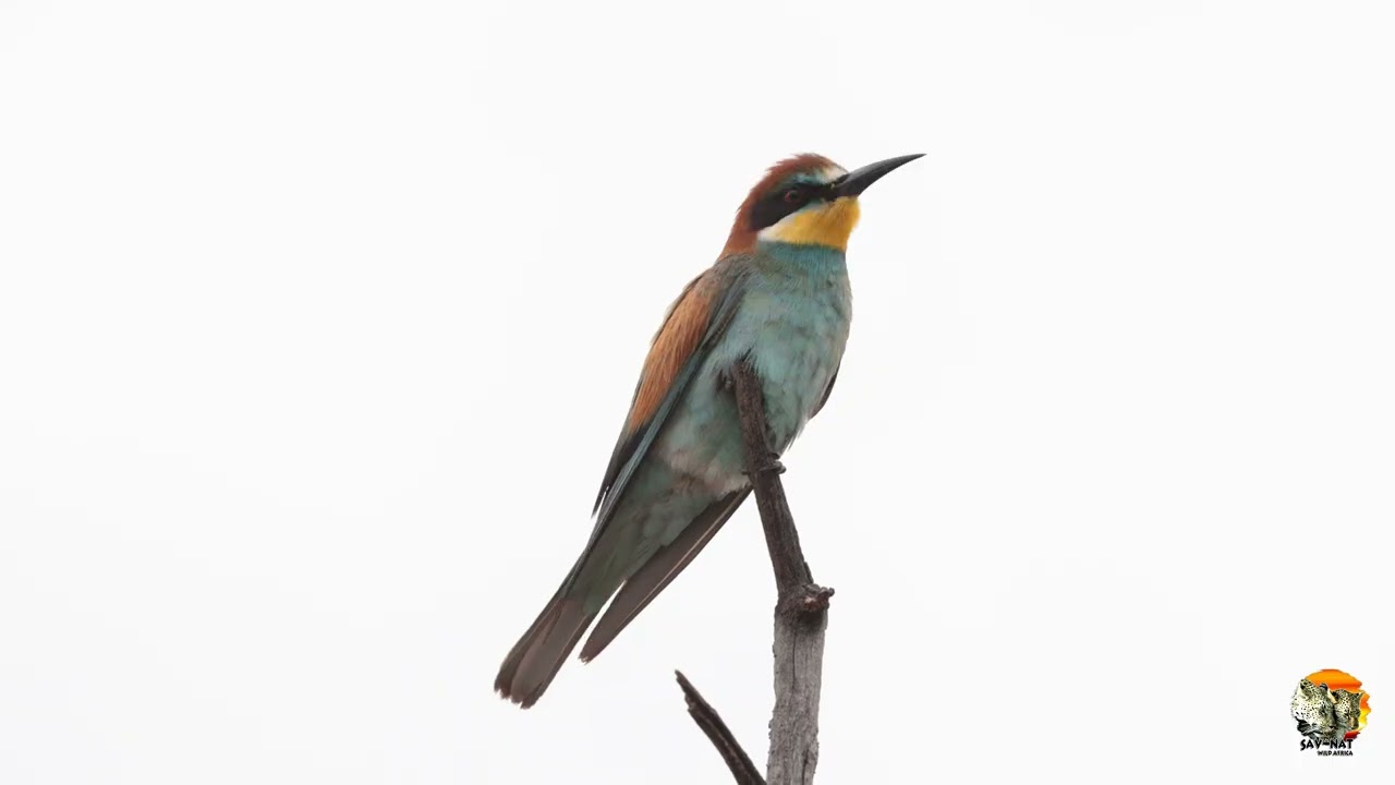 European Bee-eater looking for food.